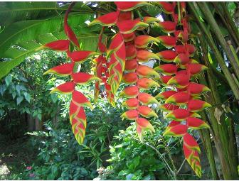 Heliconia Amazon River Lodge in Yanamono, Peru, 2 Nights for 2