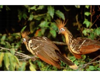 Manu Wildlife Center, 4 Days/3 Nights for 2 (domestic airfare included)