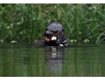 Manu Wildlife Center, 4 Days/3 Nights for 2 (domestic airfare included)