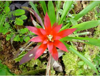 Natural Retreat in Costa Rica, 6 Days/5 Nights for 2