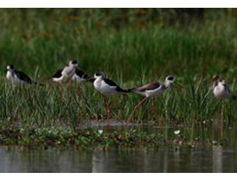 India Nature & Wildlife Journeys, 6 days/5 nights for 2