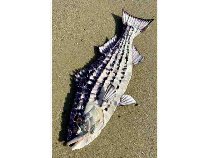 Catboat Charters - Carly Herosian