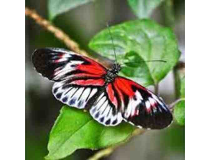 Two Passes to Butterfly World at Tradewinds Park, Coconut Creek, FL