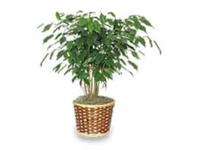 Lucian's Florist & Greenhouse Gift Certificates