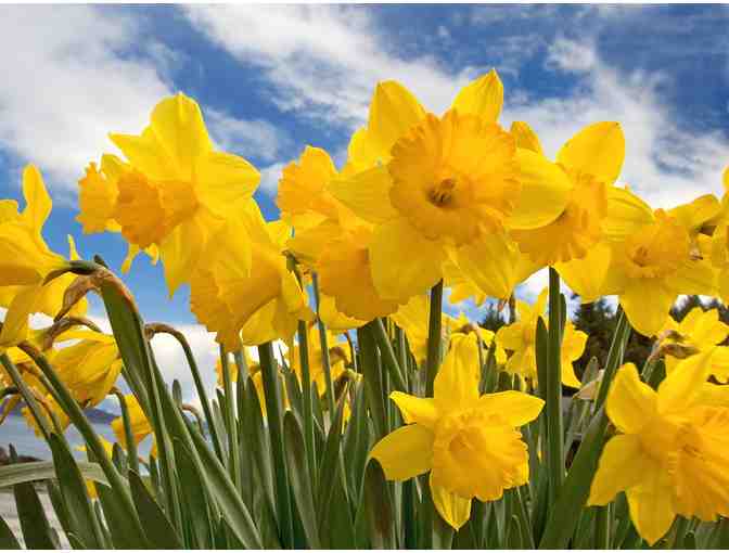 Connie's Fifth Grade Dozens of Daffodils