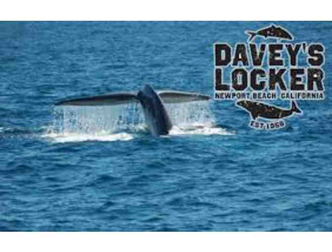 Davey's Locker Whale Watching - Online - Photo 1
