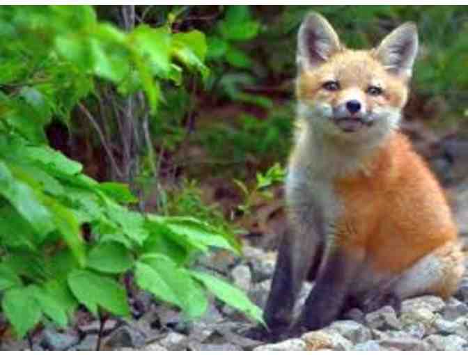 Mass Audubon - One Year Family Membership