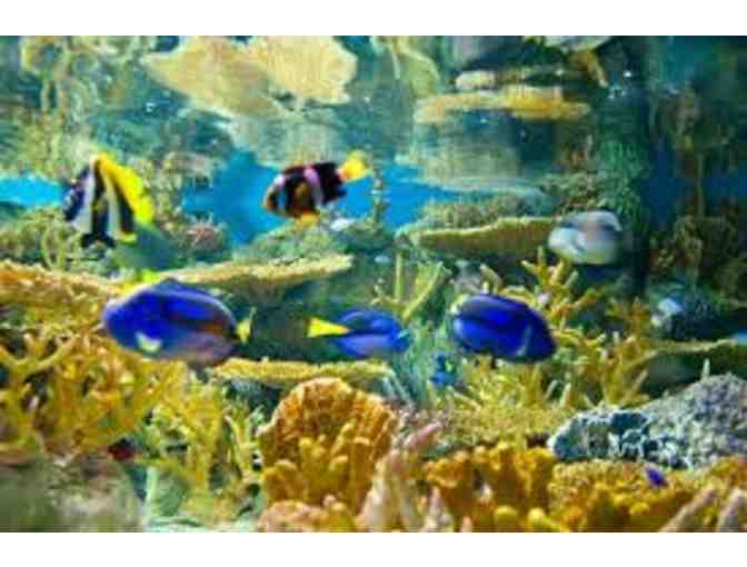 New England Aquarium, Boston - 2 Admission Passes