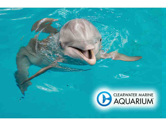 Four Tickets to Clearwater Marine Aquarium - Photo 1