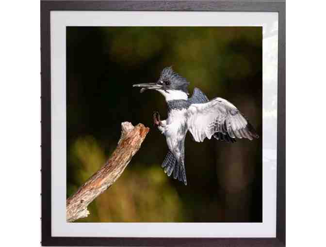 Kingfisher Photographic Image - Photo 1