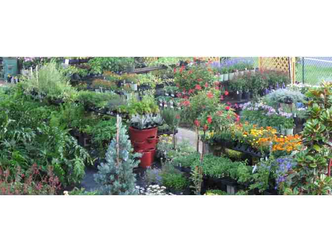 Southern Horticulture - $75 Gift Certificate