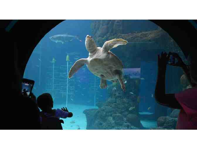 Florida Aquarium - 2 Admission Tickets