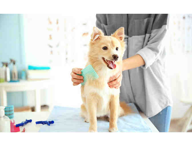 Dog Grooming Service - Fluffy Cuts
