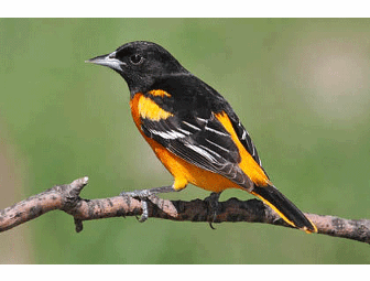 Morning of birding with a professional guide!