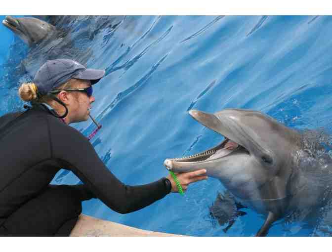 Sea World San Diego Trainer for Day + 5 night Experience - Photo 2