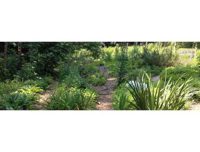 How does your garden grow? Suki Roth's Medicinal Herb Garden $50 gift certificate