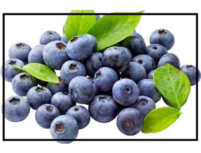 Blue Smiles with Biodynamic Blueberries! Pick-Ur-Own 1 Gallon #1