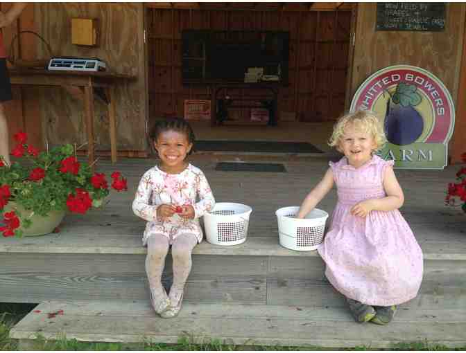 Blue Smiles with Biodynamic Blueberries! Pick-Ur-Own 1 Gallon #2