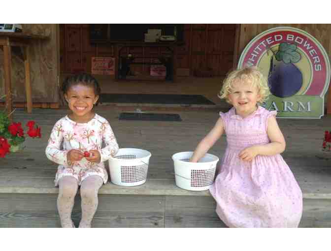 Blue Smiles with Biodynamic Blueberries! Pick-Ur-Own 1 Gallon #1
