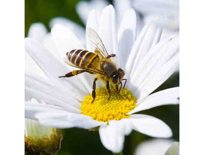 Bee Still! Find clarity and calm sharing the warmth of meditation with Kent Ford