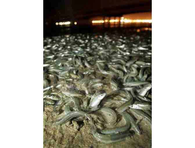 4 Tickets to 'Meet the Grunion' on Cabrillo Beach