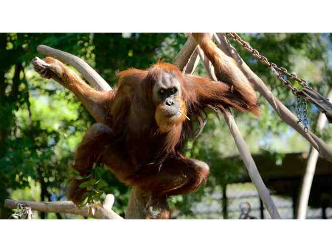 4 Tickets to Sacramento Zoo