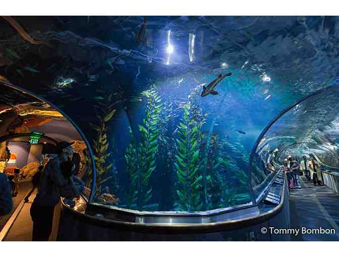 Pier 39 Fun in San Francisco