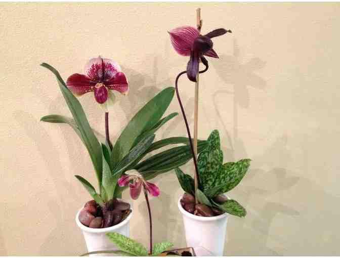 $100 Gift Certificate to Martha E. Harris Flowers & Gifts