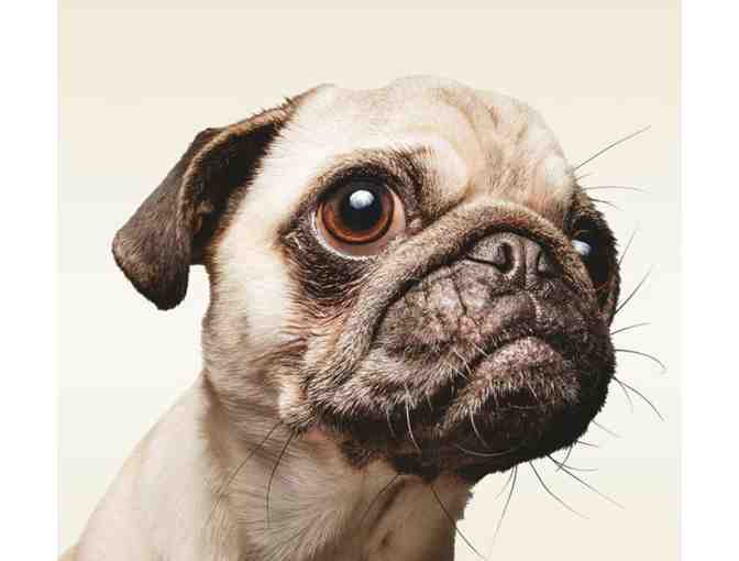 The Filling Station Pet Supplies