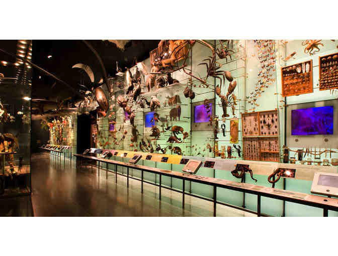 Four Complimentary Admission Tickets to the American Museum of Natural History