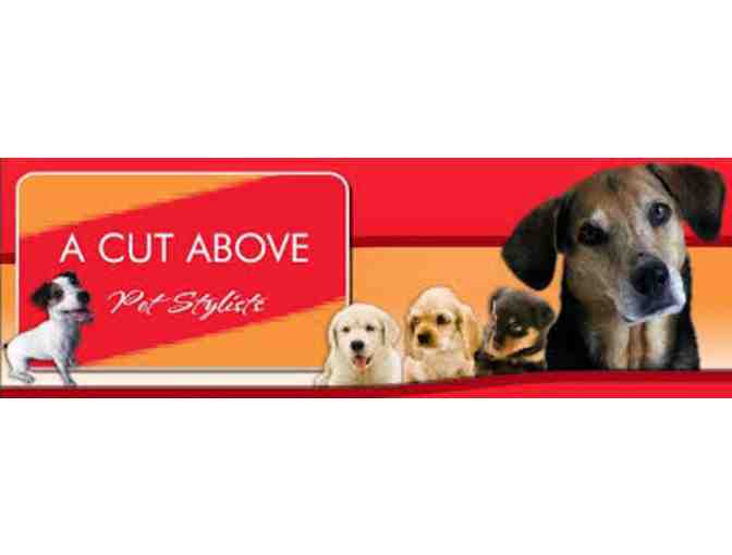 $125 Gift Certificate to A Cut Above Grooming Salon - the Best!