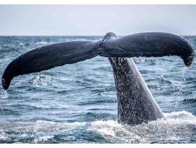 Whale Watching in San Diego: Whale Watching Cruise, 3-Night Stay for 2
