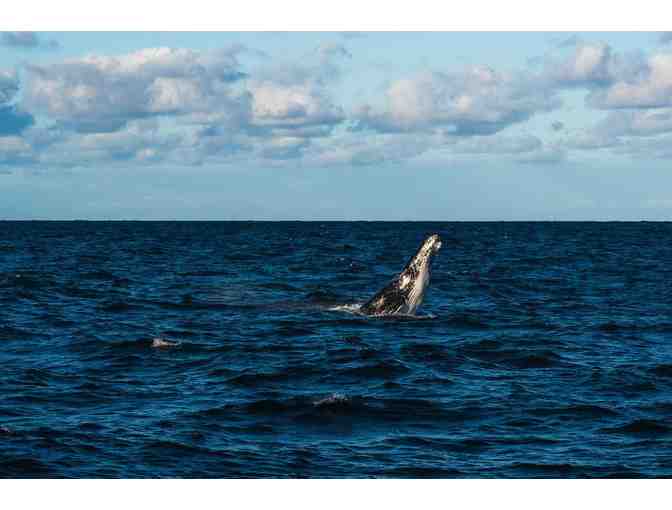 Whale Watching in San Diego: Whale Watching Cruise, 3-Night Stay for 2