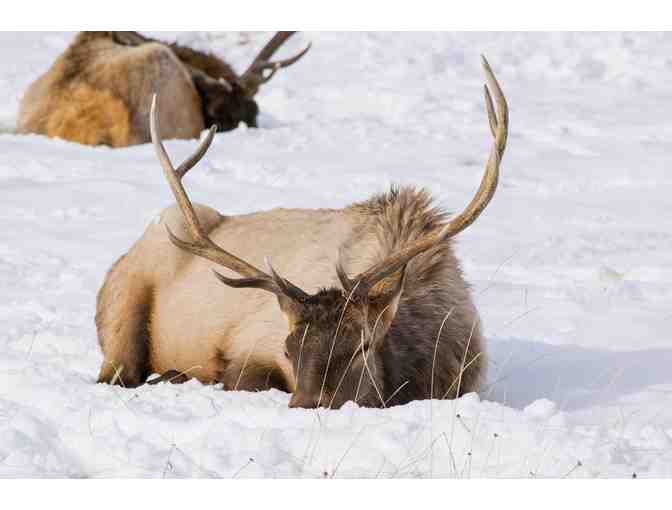 3 Nights in Jackson Hole + Wildlife Safari - Photo 2
