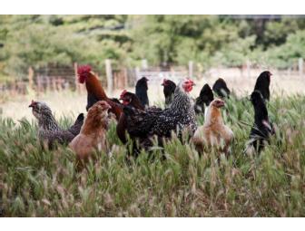 2 Children Breakfast on Summerfield's Farm in Sonoma County