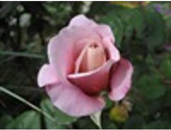 Striking 'Distant Drum' Roses Potted in Mexican Pottery Pots