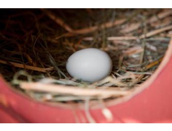 2 Children Breakfast on Summerfield's Farm in Sonoma County