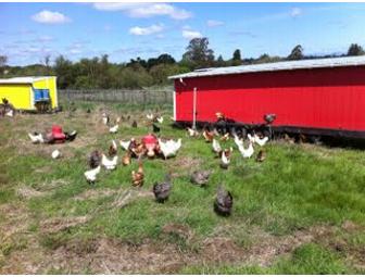 Four Felton Acres  Pasture-Raised Chickens