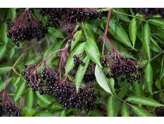 Homemade Elderberry Syrup-8 oz