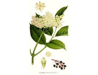 Homemade Elderberry Syrup-8 oz