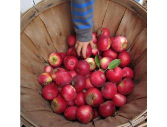 Biodynamic apple tasting and picking with Farmer Dana
