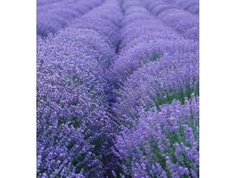 Pure, Organic, Provence Lavender Essential Oil & Hydrosol