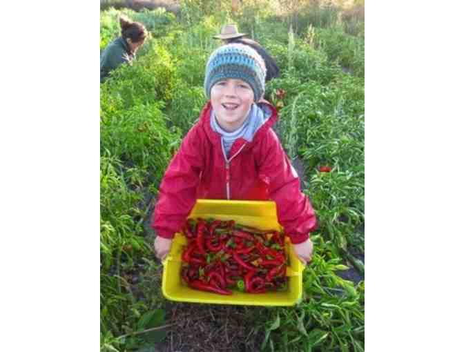 Singing Frogs Farm 4-Week Trial Box