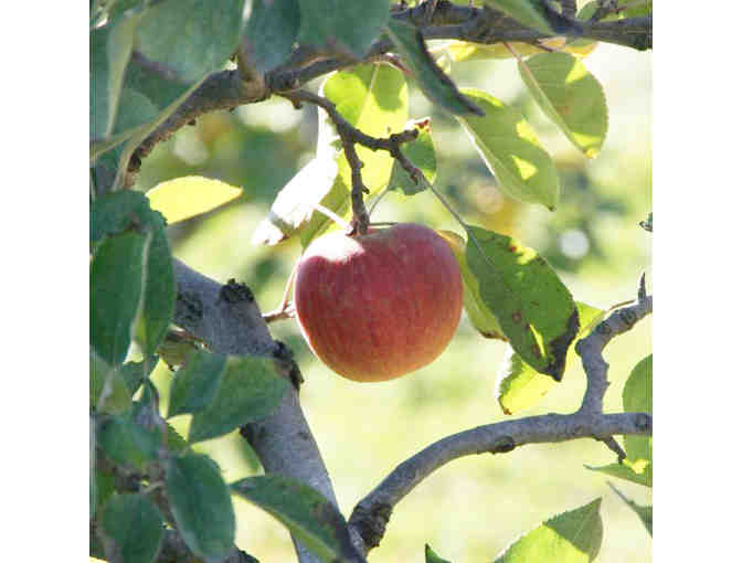 Biodynamic apple tasting and picking with Farmer Dana