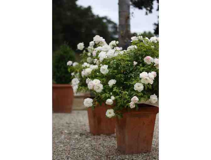 Two potted rose bushes from Emerisa Gardens - a lovely addition to your Garden!