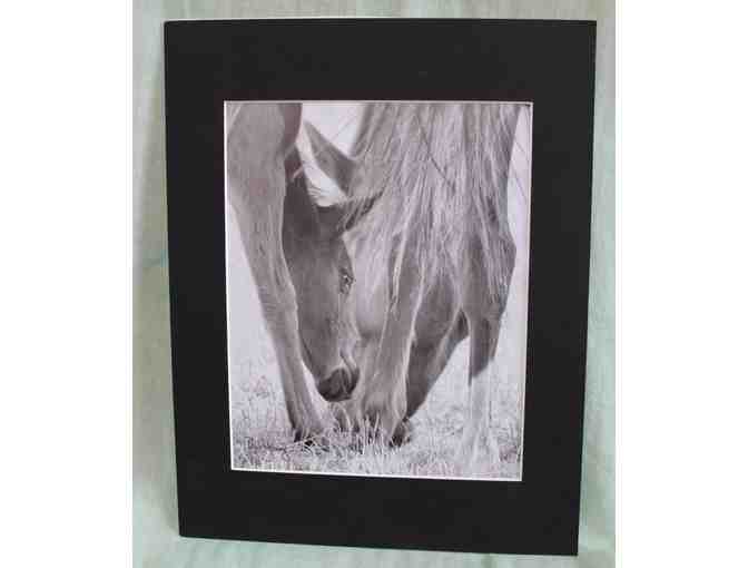 2 matted Equine Photographs by Montrose, CO native, Barb Young - Photo 1