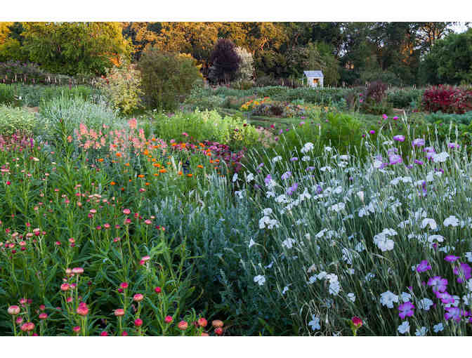 High Tea with Friends in the Flower Fields