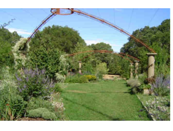 Biodynamic, Cold Pressed, Extra Virgin Olive Oil from Filigreen Farm, 3-pack