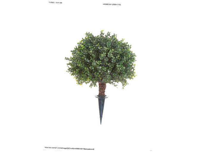 15" Boxwood with Ground Stake Value of $45 - Photo 1