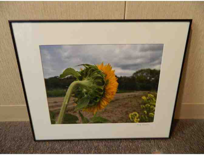 Lenny Rumpler Photography 'Sunflower at Four Town Farm'